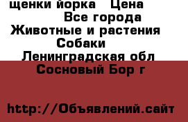 щенки йорка › Цена ­ 15 000 - Все города Животные и растения » Собаки   . Ленинградская обл.,Сосновый Бор г.